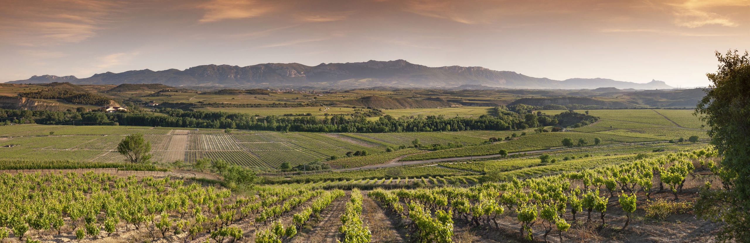 Panoramakuva Bodegas Riojanasin tarhoilta Rioja Altasta