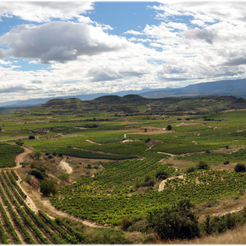 Klassinen Rioja: alue, jossa on eniten tammitynnyreitä koko maailmassa